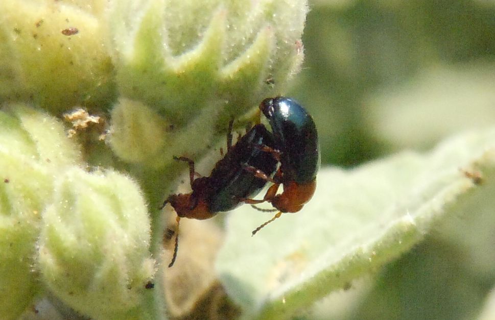 Coppietta su Malvacea: Podagrica sp.